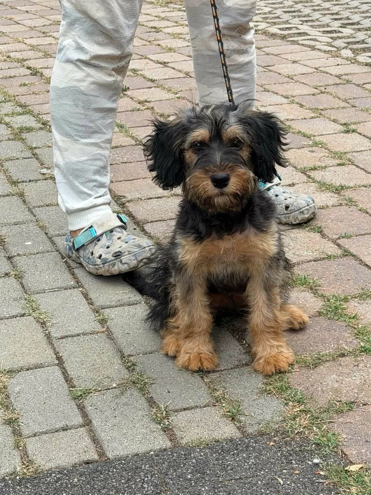 Csenge T, female puppy Mixed Breed for adoption at Hundepfoten Steinfurt e.V., Nordwalde