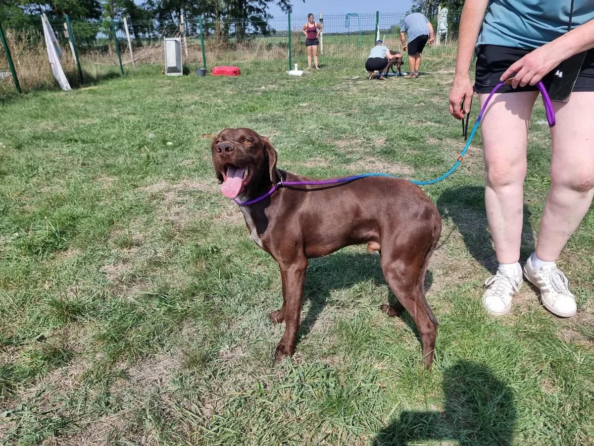 Csoki B, male 4yo Mixed Breed for adoption at Hundepfoten Steinfurt e.V., Nordwalde