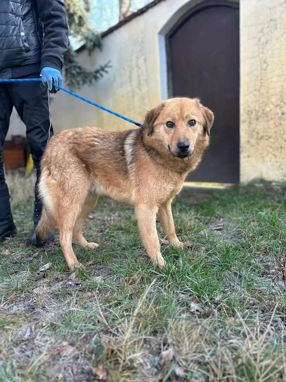 Debi T, female puppy Mixed Breed for adoption at Hundepfoten Steinfurt e.V., Nordwalde