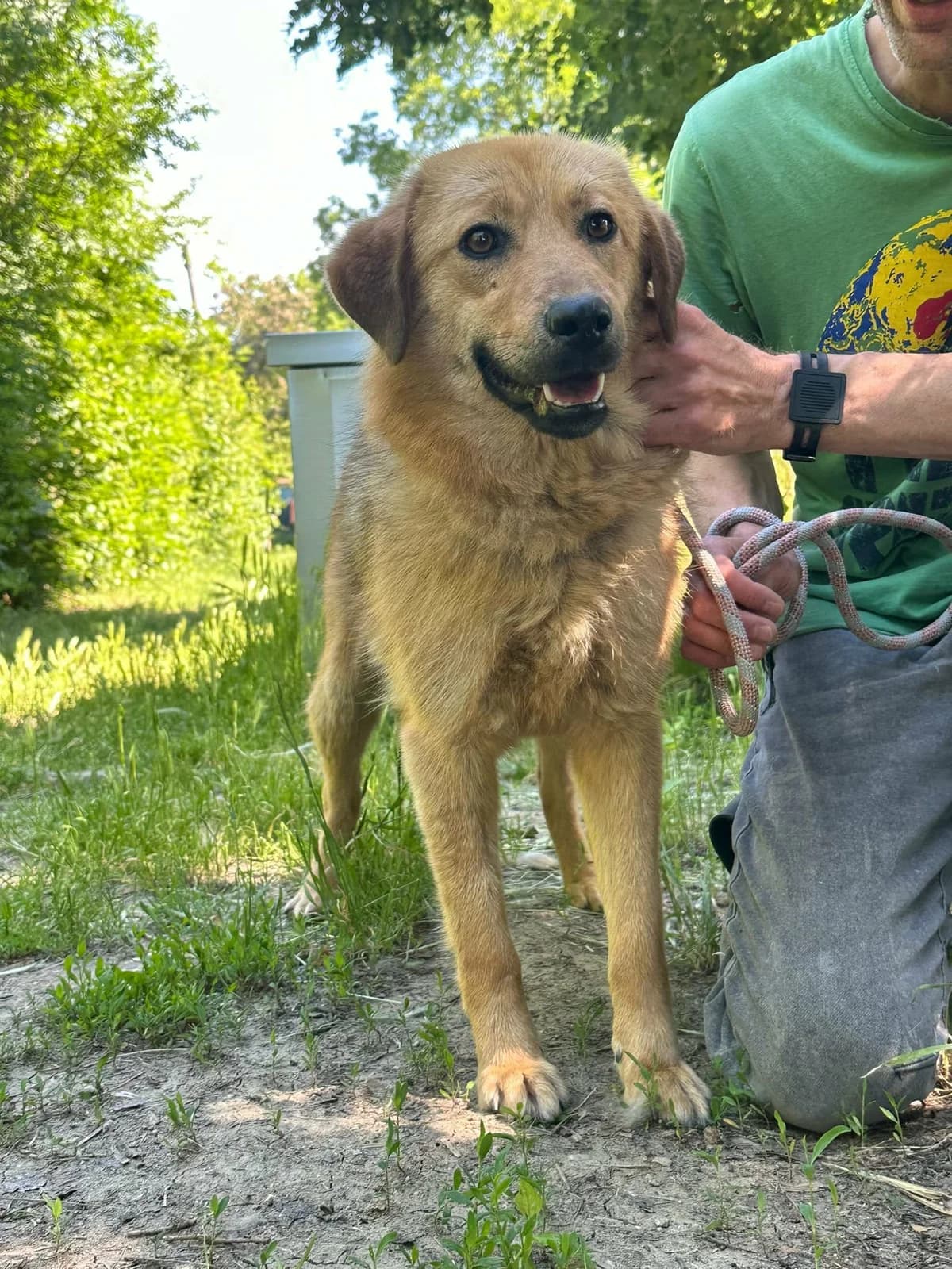 Debi T, female puppy Mixed Breed for adoption at Hundepfoten Steinfurt e.V., Nordwalde