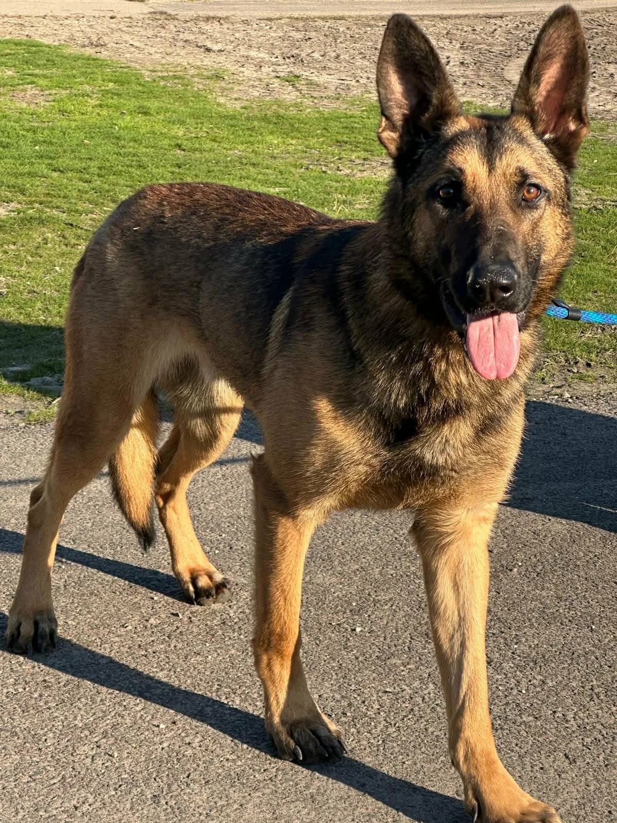 Dexter T, male puppy Mixed Breed for adoption at Hundepfoten Steinfurt e.V., Nordwalde