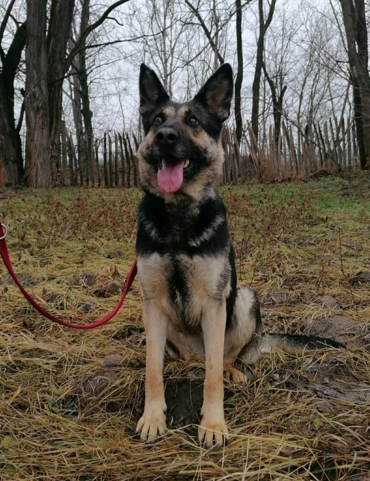 Dezi T, female 3yo Mixed Breed for adoption at Hundepfoten Steinfurt e.V., Nordwalde