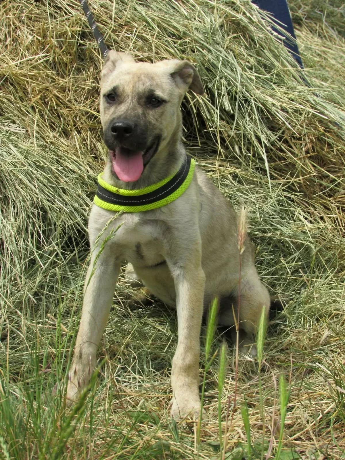Dia C, female Mixed Breed for adoption at Hundepfoten Steinfurt e.V., Nordwalde