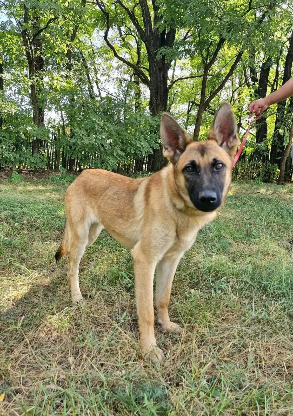 Dia T, female puppy Mixed Breed for adoption at Hundepfoten Steinfurt e.V., Nordwalde
