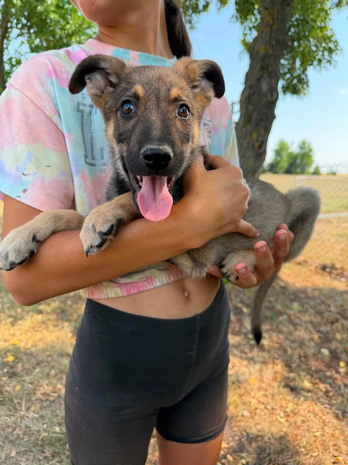 Diasz T, puppy Mixed Breed for adoption at Hundepfoten Steinfurt e.V., Nordwalde