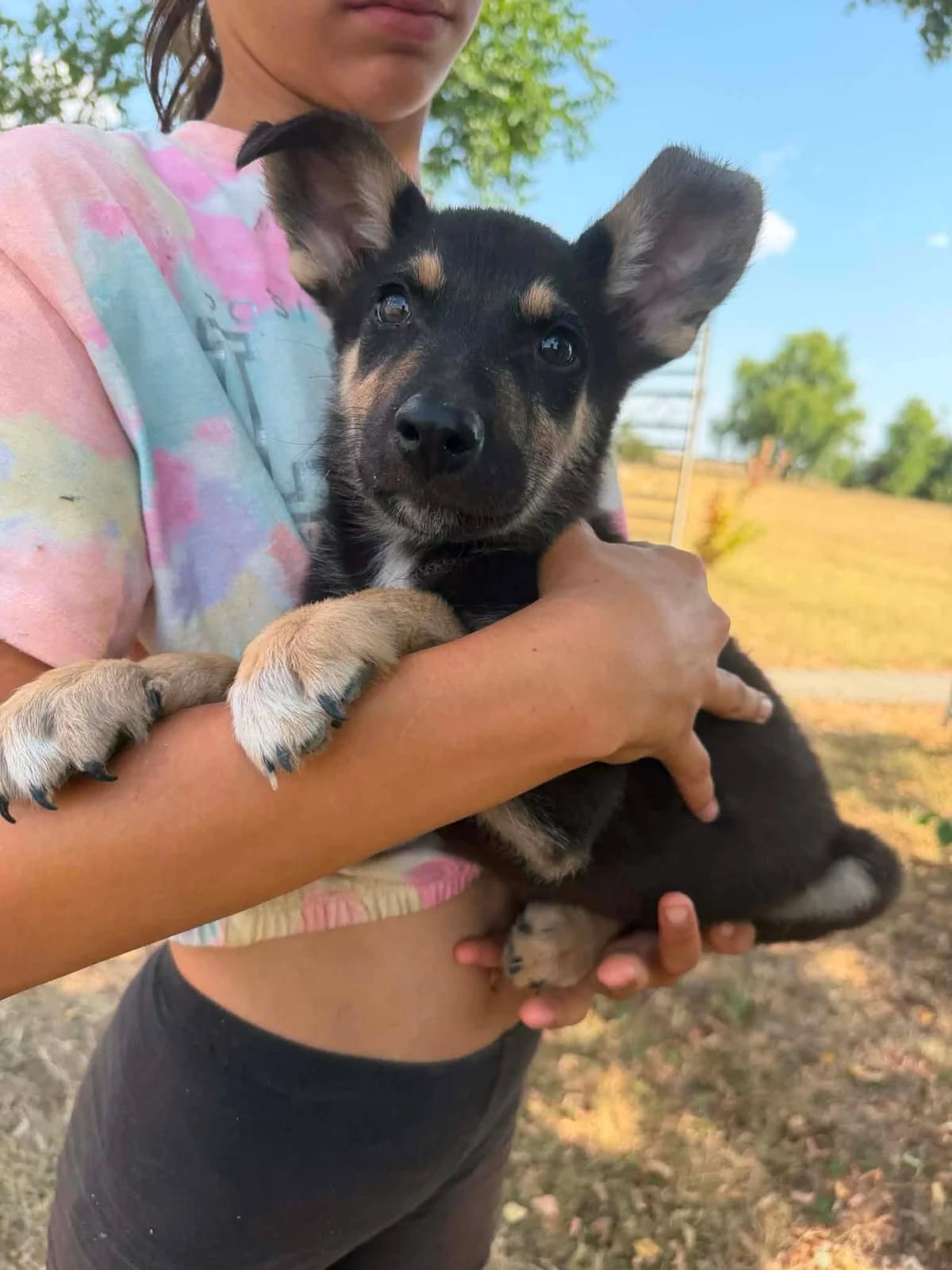 Dini T, male puppy Mixed Breed for adoption at Hundepfoten Steinfurt e.V., Nordwalde