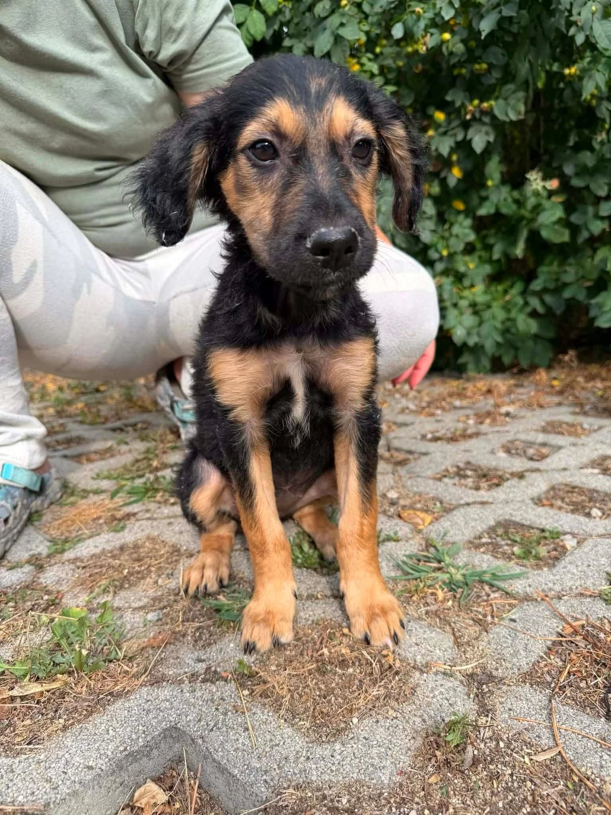 Dora T, female puppy Mixed Breed for adoption at Hundepfoten Steinfurt e.V., Nordwalde
