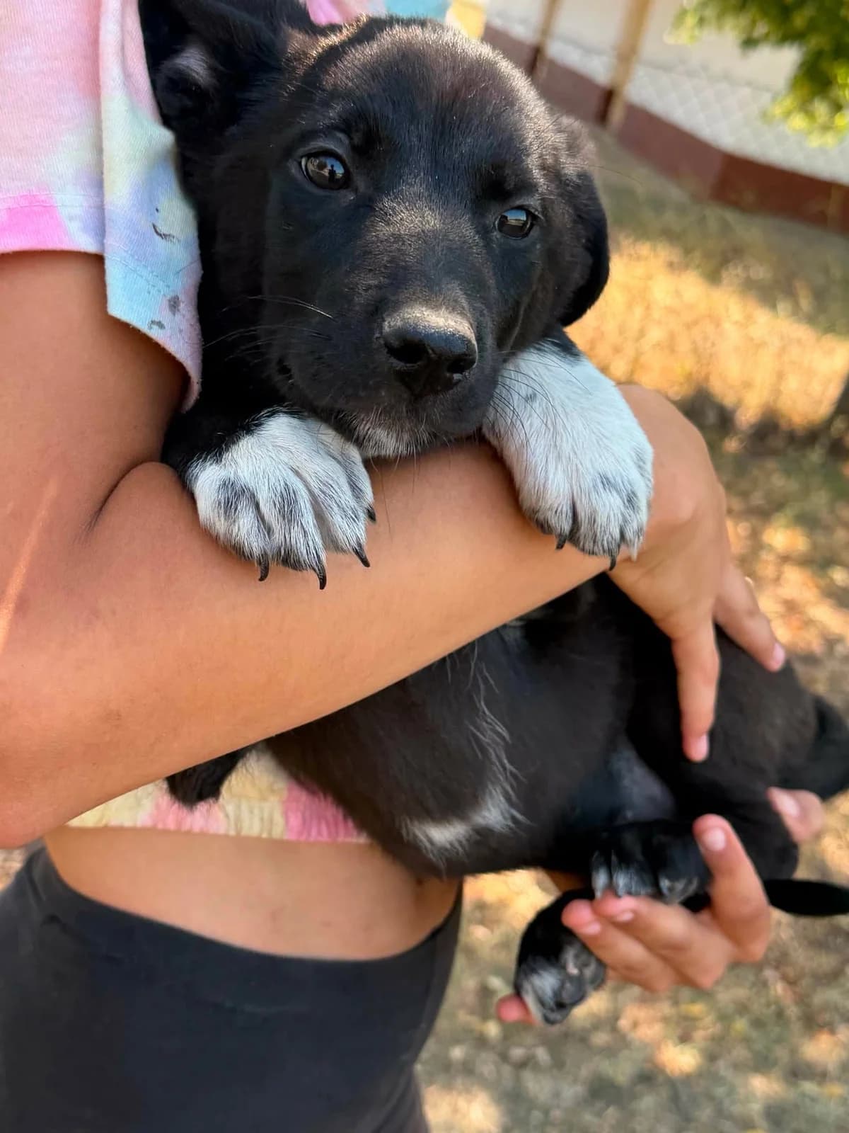 Dorisz T, female puppy Mixed Breed for adoption at Hundepfoten Steinfurt e.V., Nordwalde