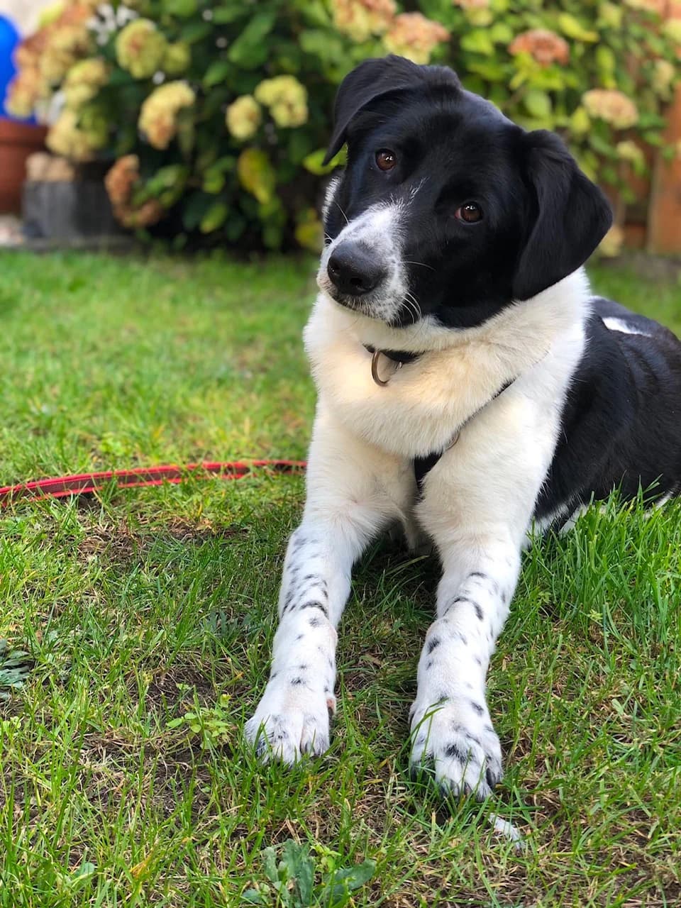 Ella, female young Mixed Breed for adoption at Hundepfoten Steinfurt e.V., Nordwalde