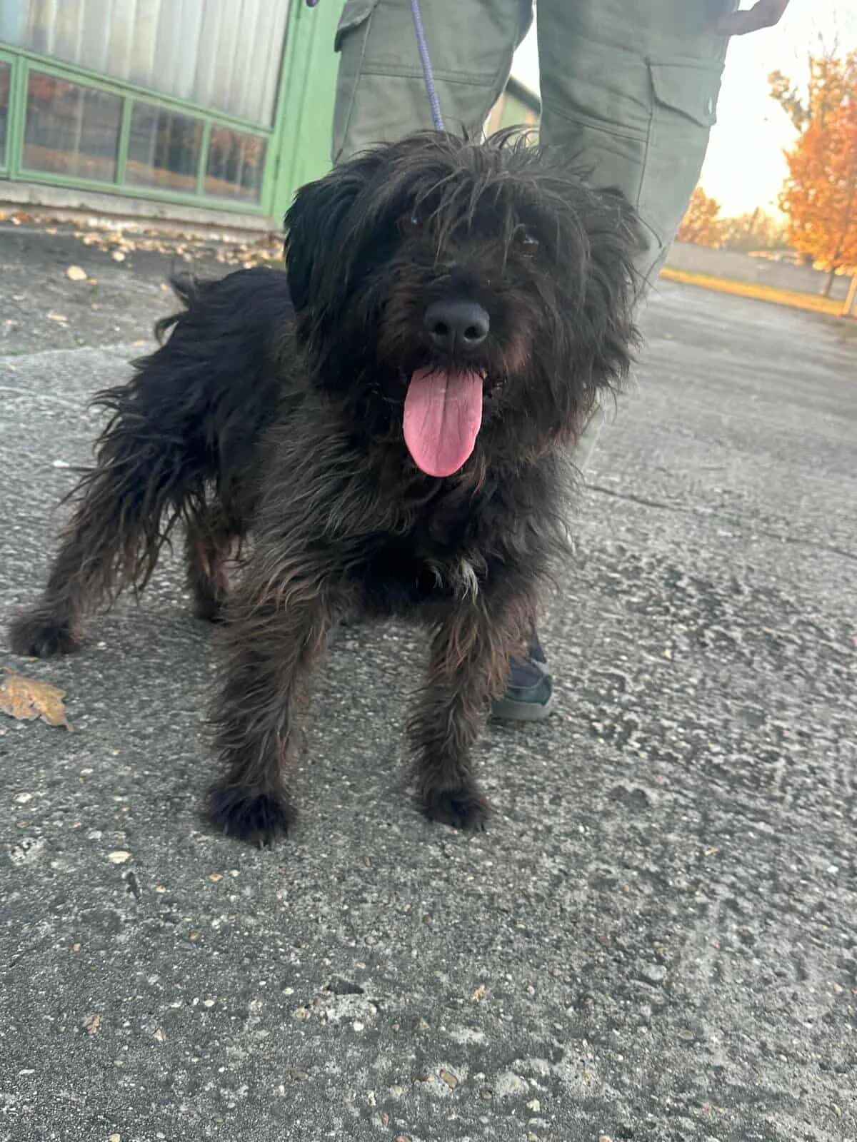 Emi T, female puppy Mixed Breed for adoption at Hundepfoten Steinfurt e.V., Nordwalde