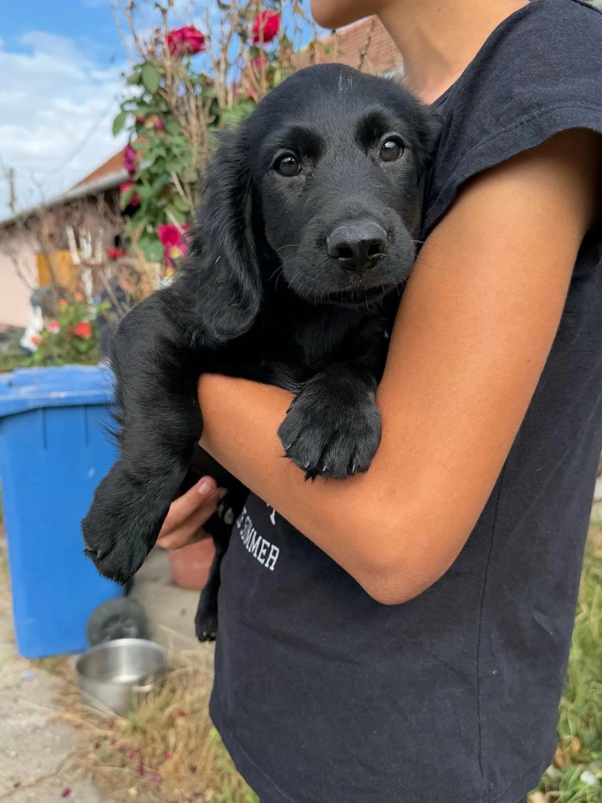 Emil T, puppy Mixed Breed for adoption at Hundepfoten Steinfurt e.V., Nordwalde