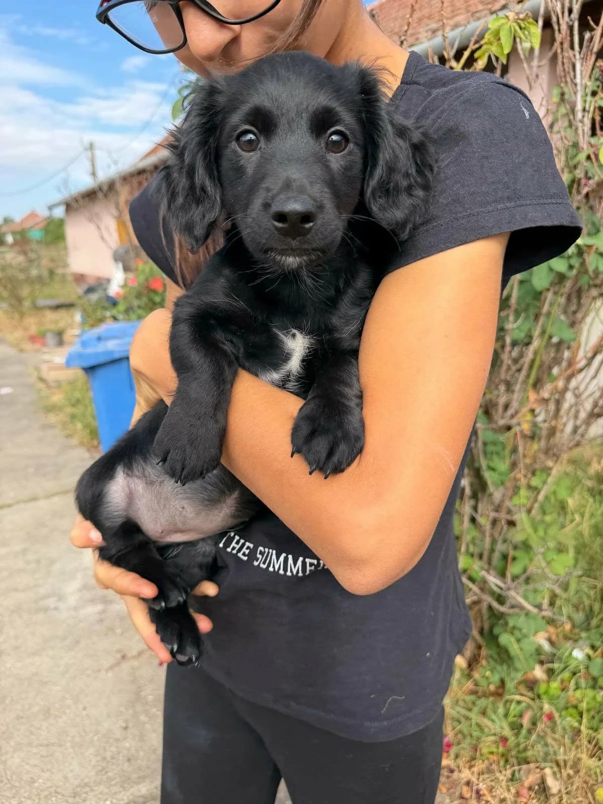 Emily T, puppy Mixed Breed for adoption at Hundepfoten Steinfurt e.V., Nordwalde