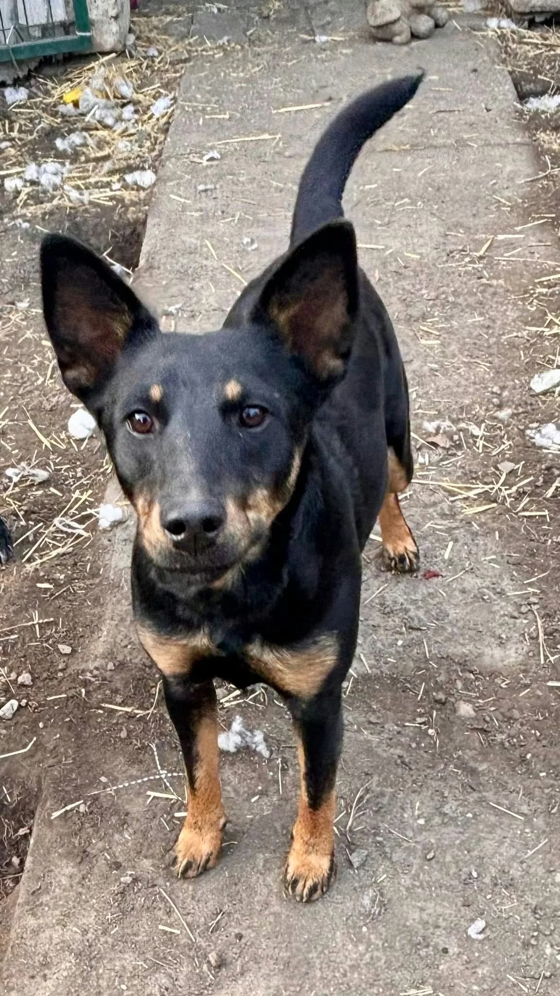 Fay T, female Mixed Breed for adoption at Hundepfoten Steinfurt e.V., Nordwalde