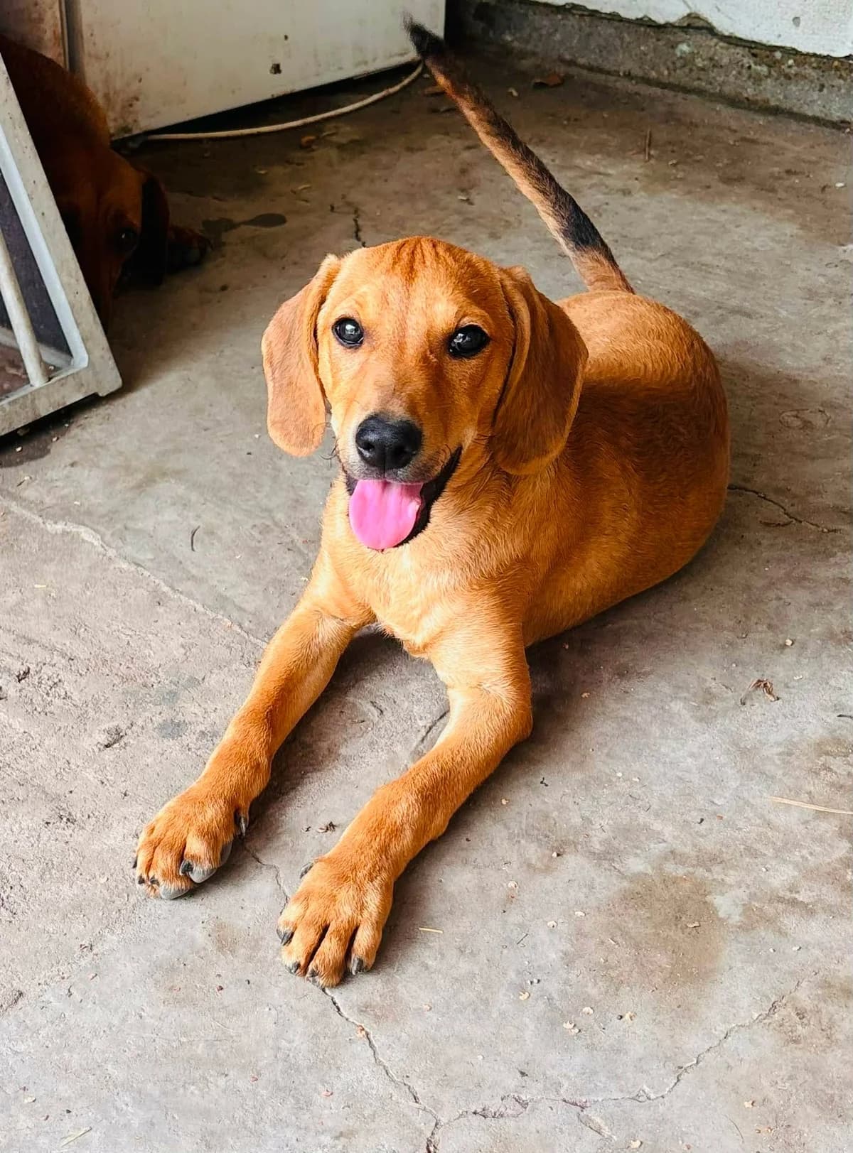Felix T, male Mixed Breed for adoption at Hundepfoten Steinfurt e.V., Nordwalde