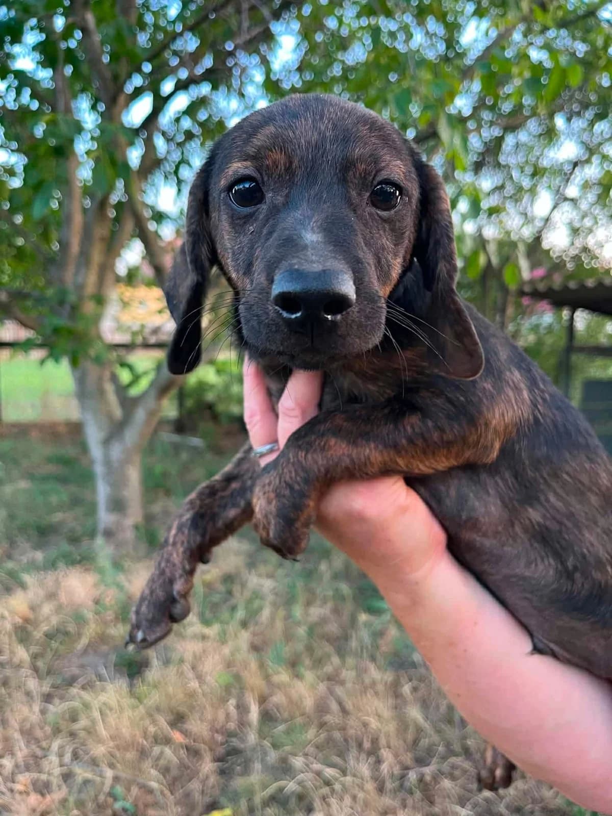 Ferrero B, male puppy Mixed Breed for adoption at Hundepfoten Steinfurt e.V., Nordwalde