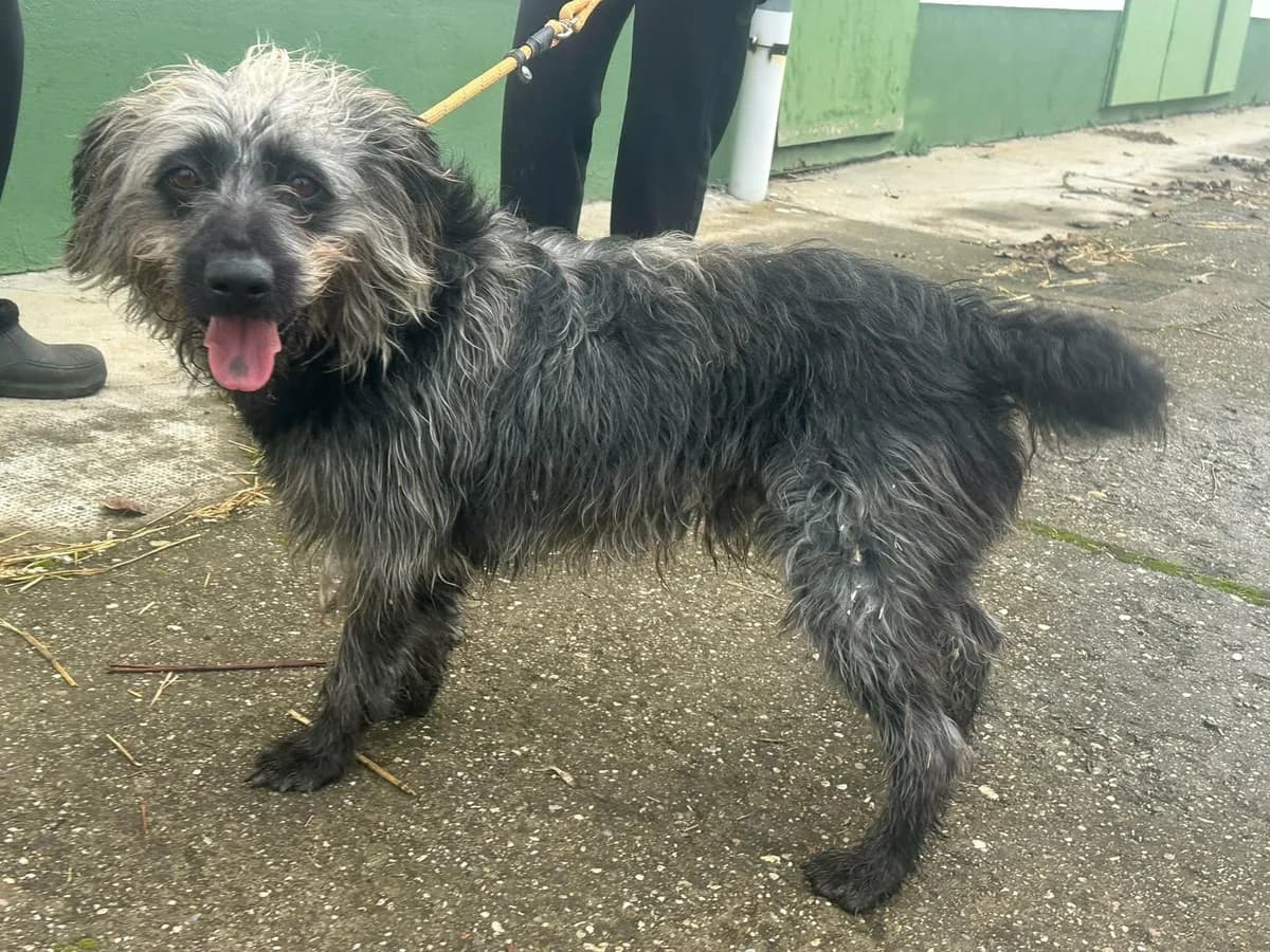 Ficko T, male puppy Mixed Breed for adoption at Hundepfoten Steinfurt e.V., Nordwalde