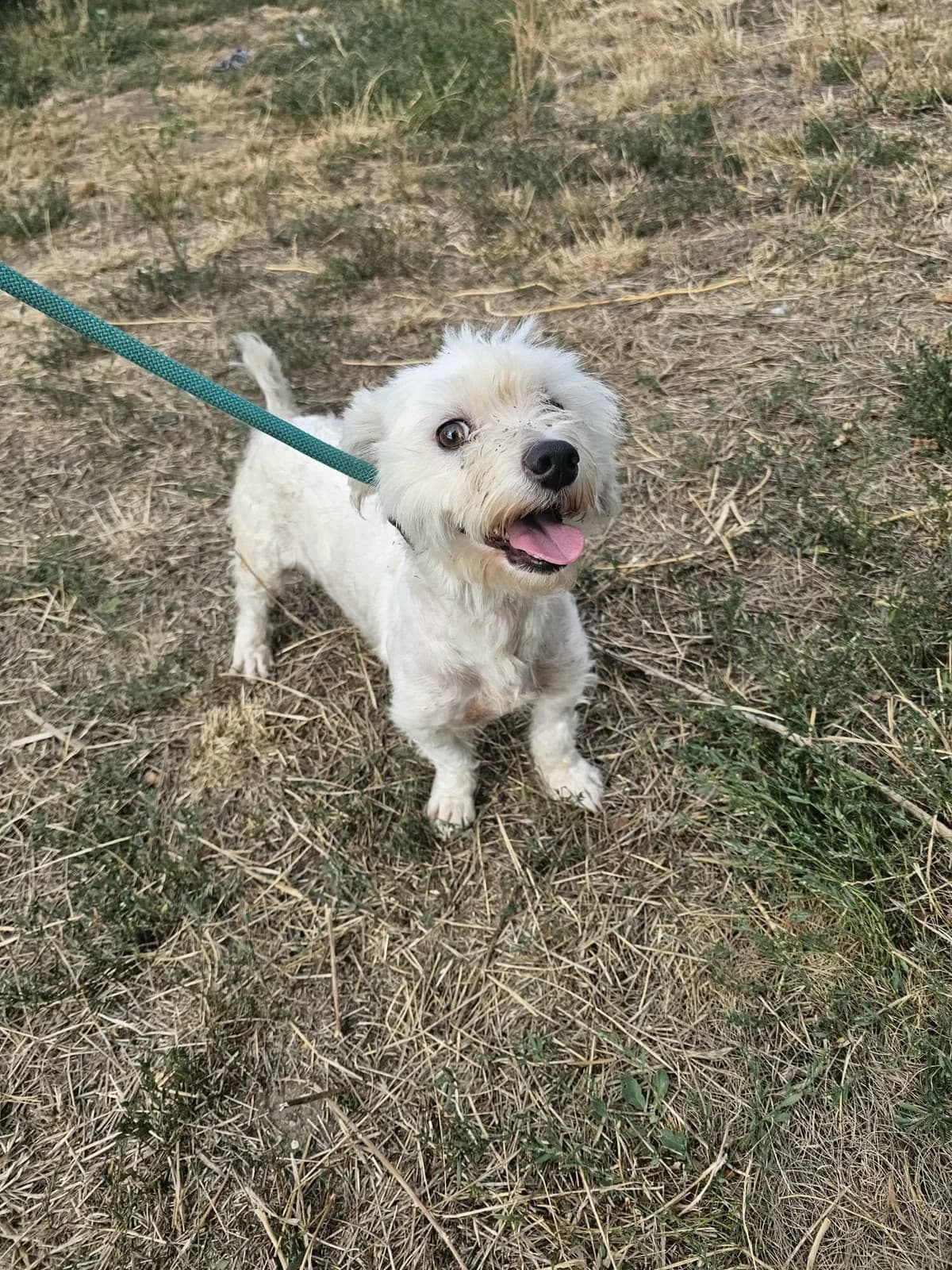 Finn B, male Mixed Breed for adoption at Hundepfoten Steinfurt e.V., Nordwalde