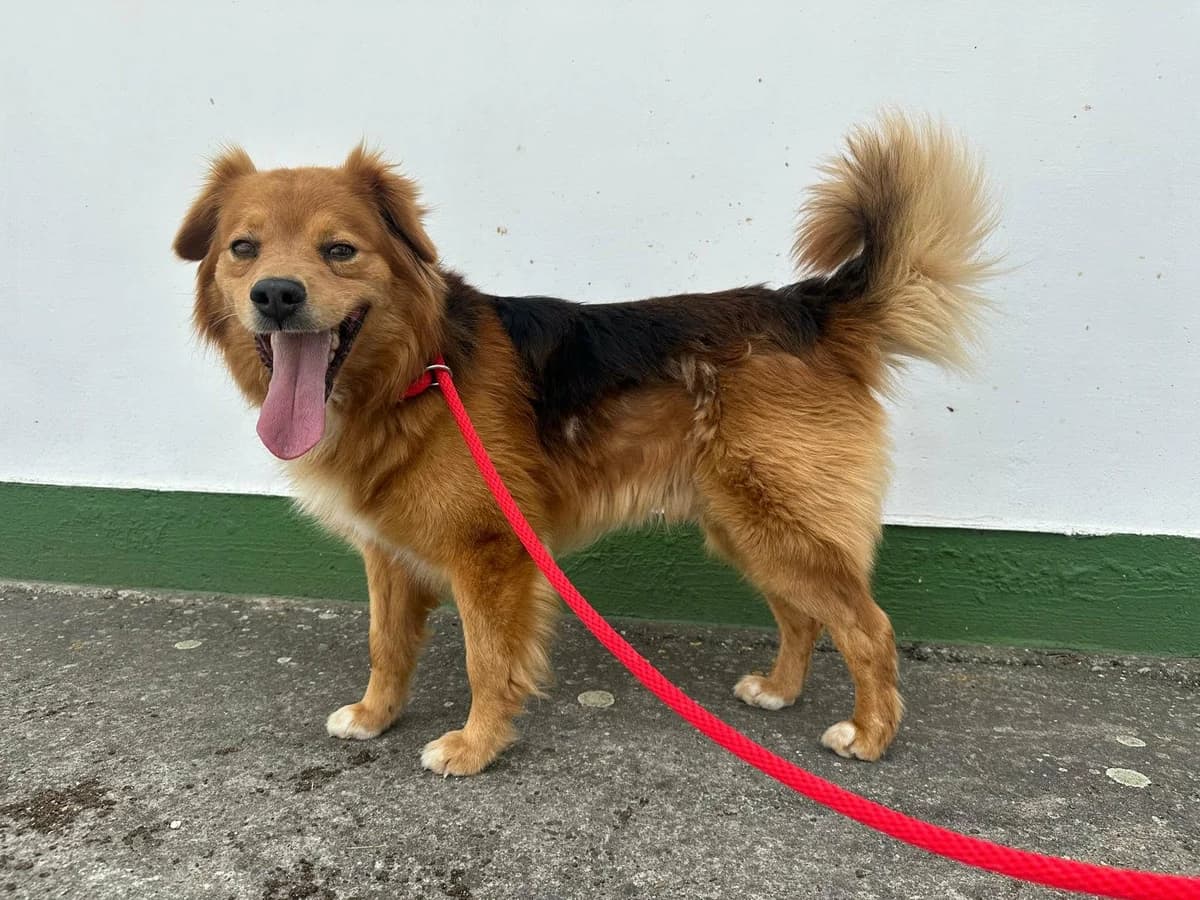 Forrest T, male 6yo Mixed Breed for adoption at Hundepfoten Steinfurt e.V., Nordwalde