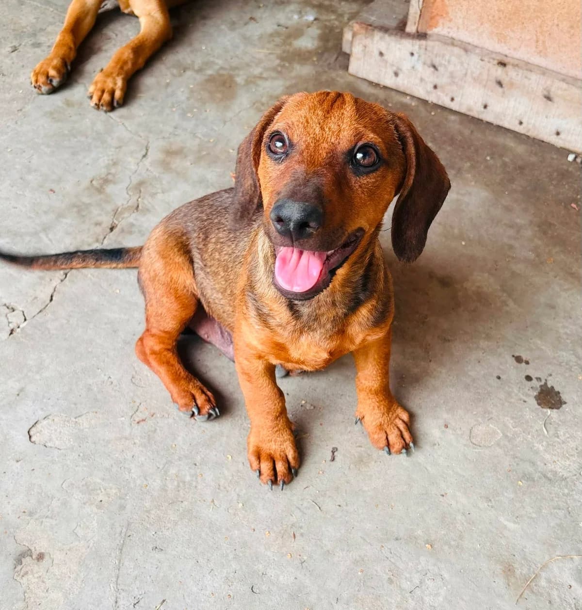 Frodo T, male Mixed Breed for adoption at Hundepfoten Steinfurt e.V., Nordwalde