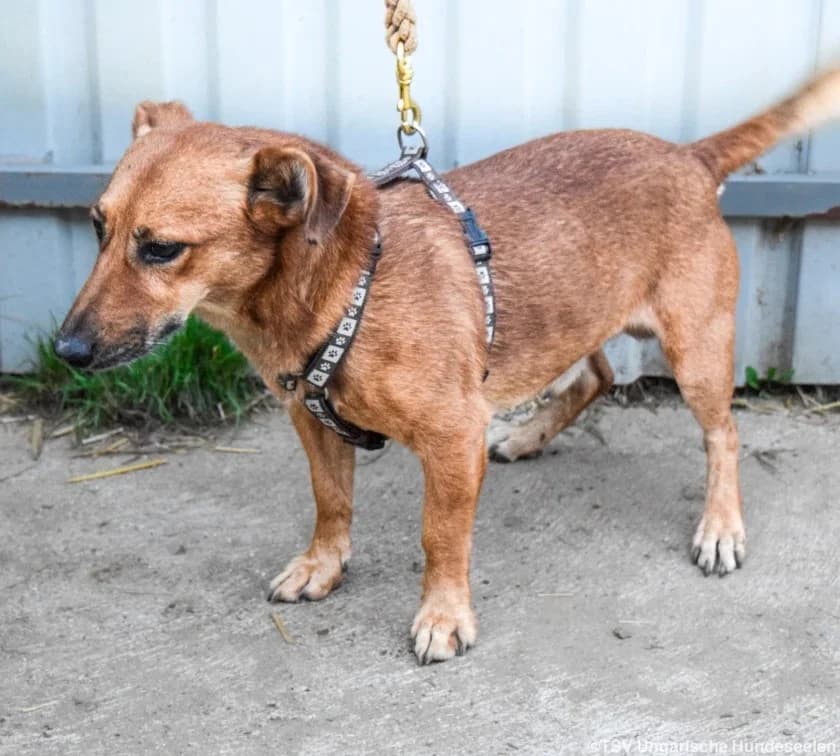 Füge C, male Mixed Breed for adoption at Hundepfoten Steinfurt e.V., Nordwalde