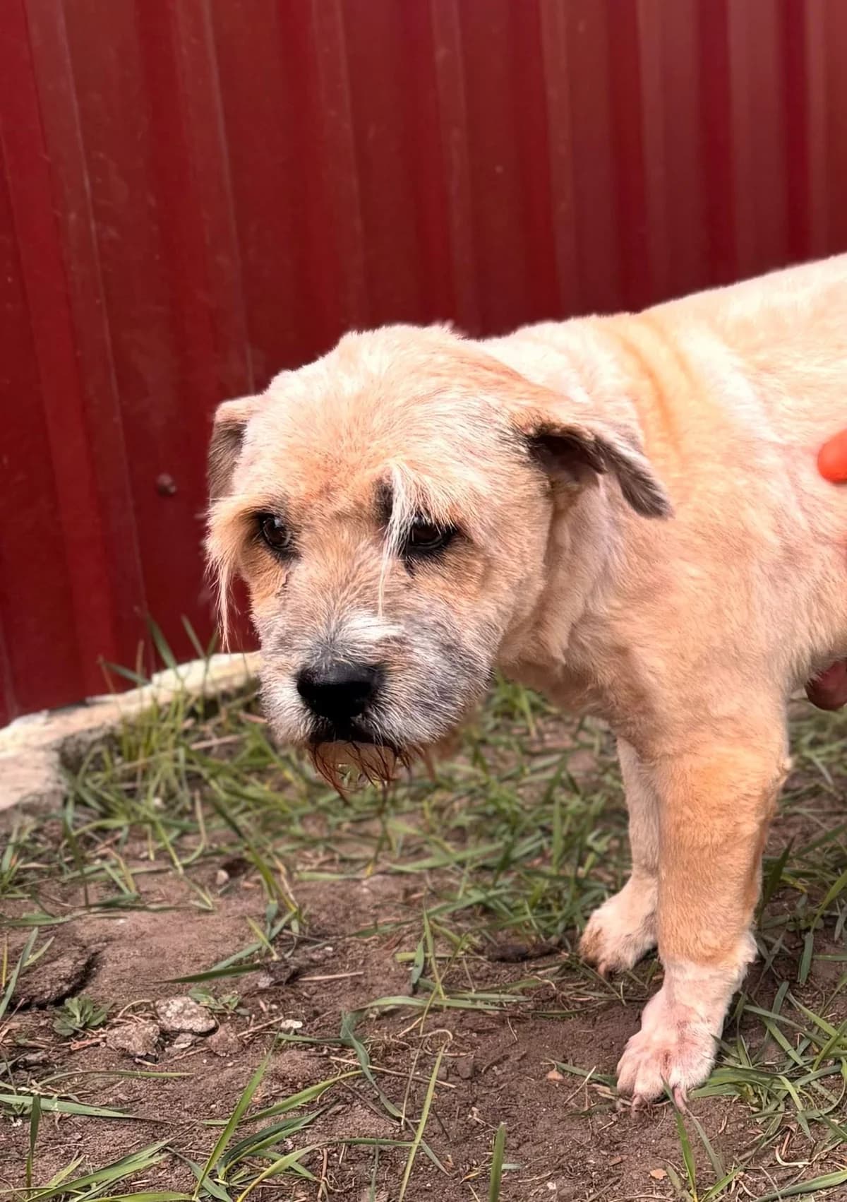 Galiba F, male senior Mixed Breed for adoption at Hundepfoten Steinfurt e.V., Nordwalde