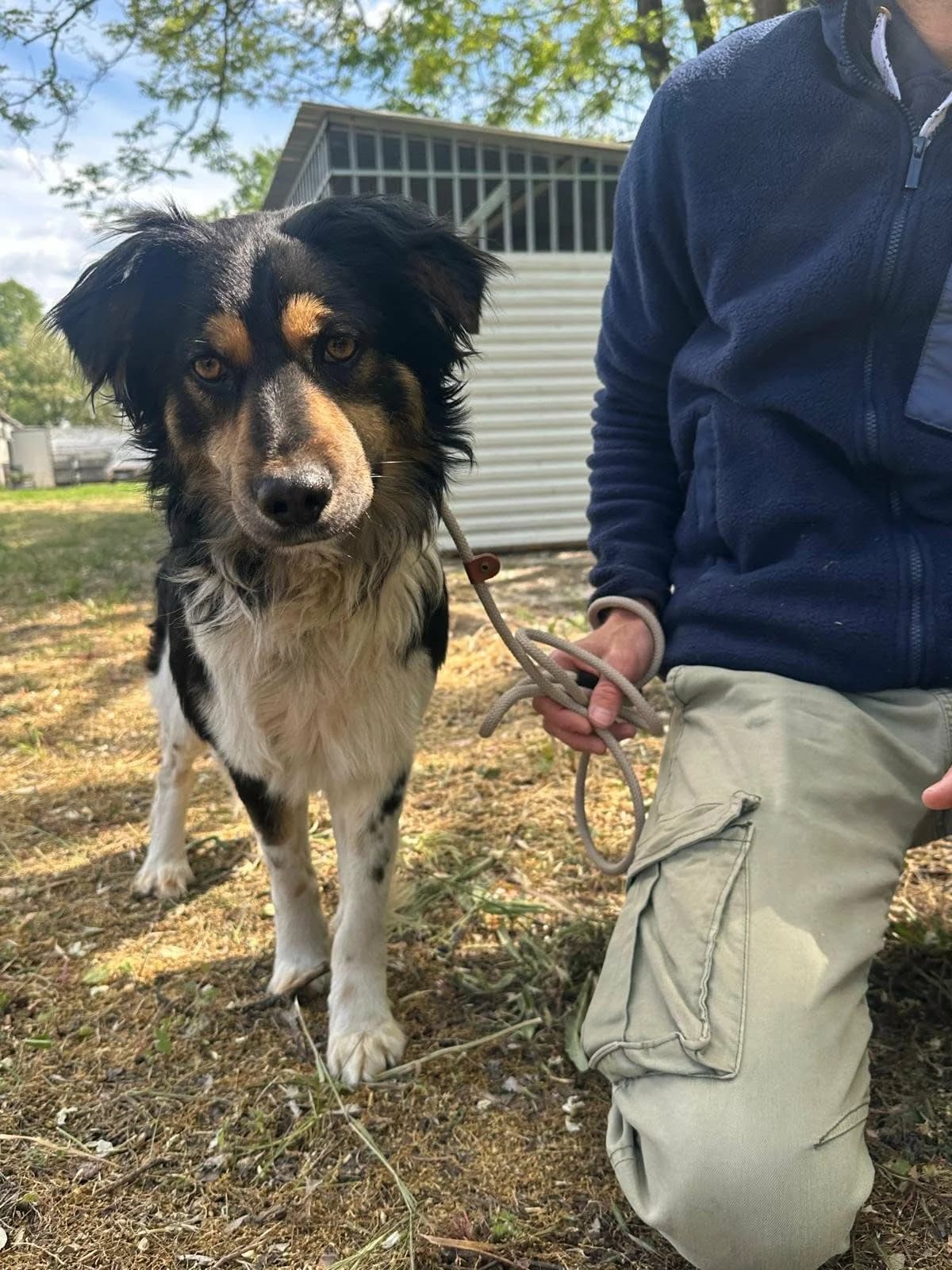 Gerry T, male puppy Mixed Breed for adoption at Hundepfoten Steinfurt e.V., Nordwalde