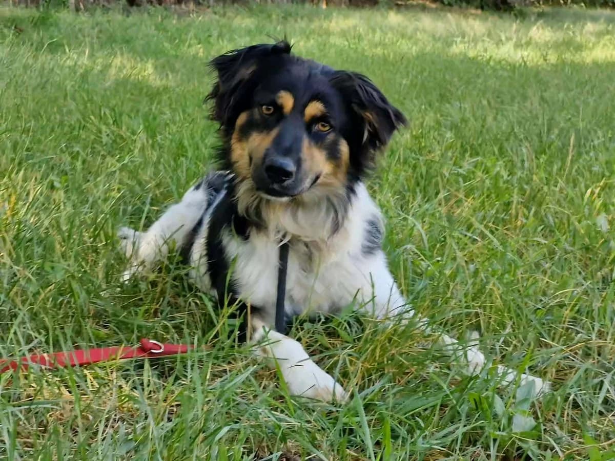 Gerry T, male puppy Mixed Breed for adoption at Hundepfoten Steinfurt e.V., Nordwalde