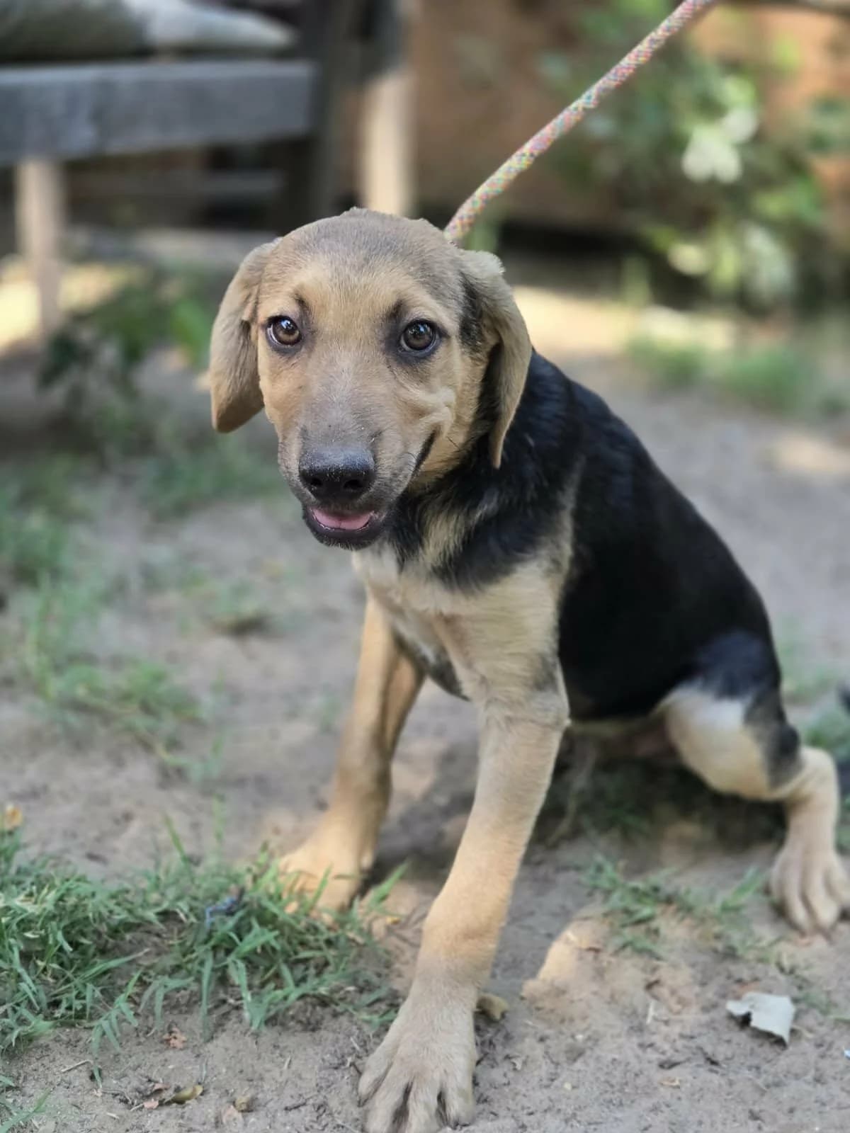 👉 Zurück, Mixed Breed for adoption at Hundepfoten Steinfurt e.V., Nordwalde