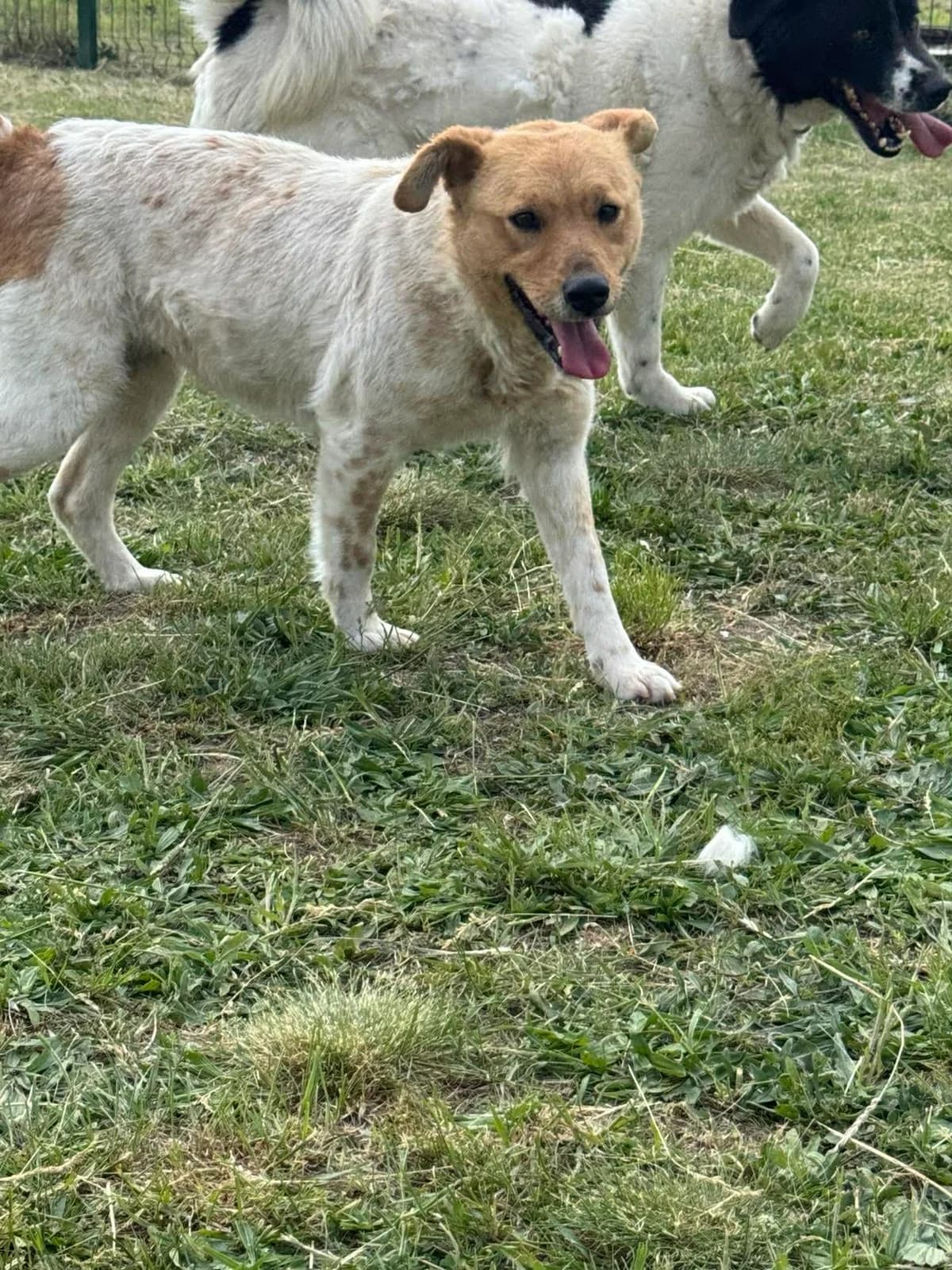 Ginger B, female puppy Mixed Breed for adoption at Hundepfoten Steinfurt e.V., Nordwalde