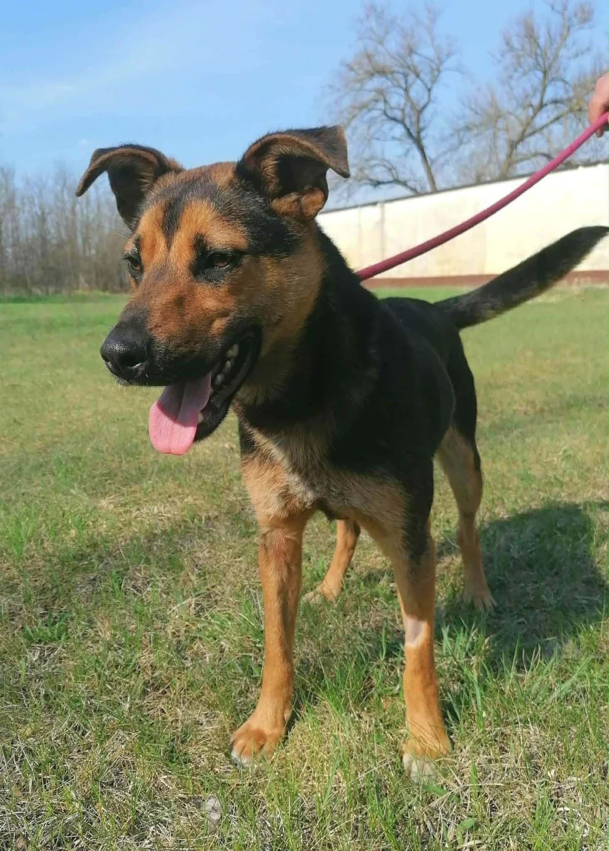 Gofi T, male young Mixed Breed for adoption at Hundepfoten Steinfurt e.V., Nordwalde