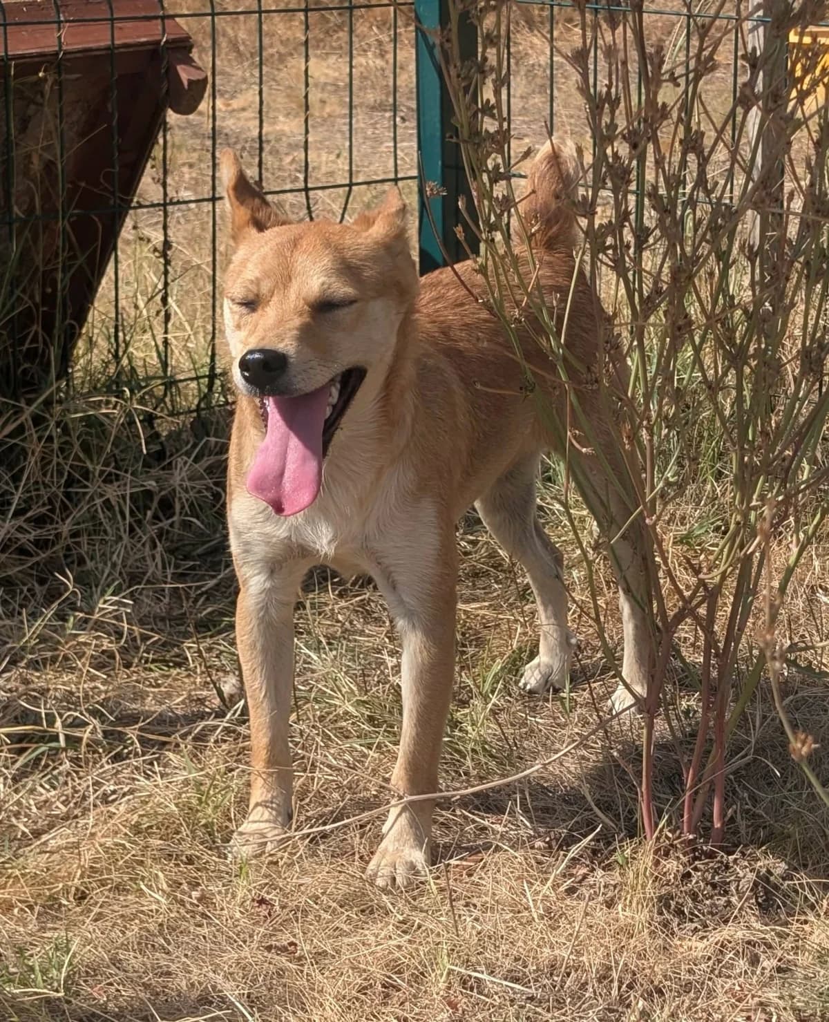 Goij B, male young Mixed Breed for adoption at Hundepfoten Steinfurt e.V., Nordwalde