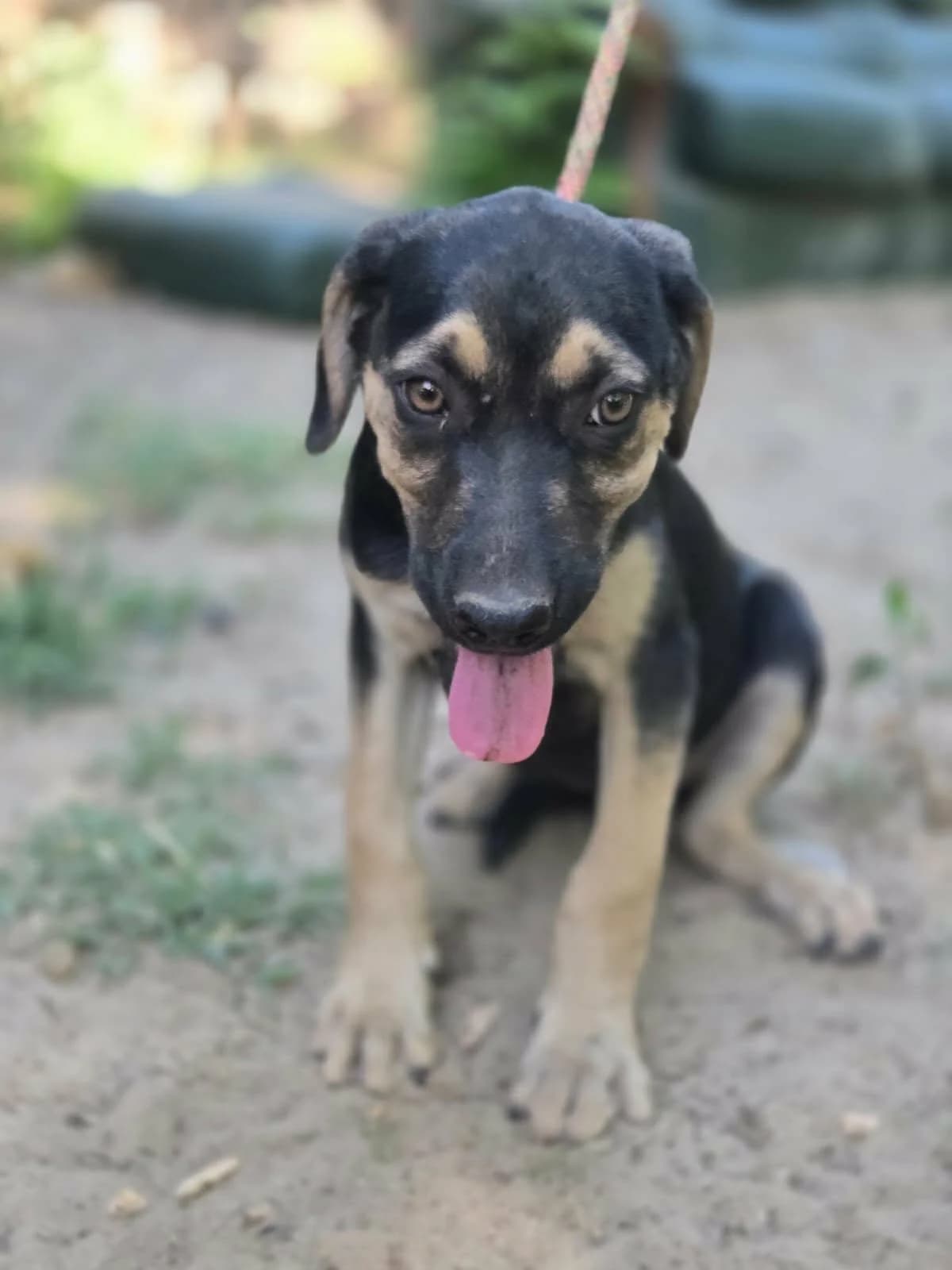 👉 Zurück, male puppy Mixed Breed for adoption at Hundepfoten Steinfurt e.V., Nordwalde