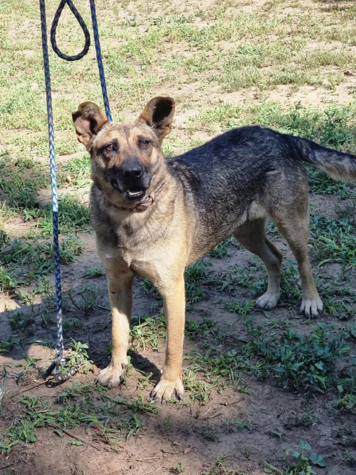 Greta Be, female 5yo Mixed Breed for adoption at Hundepfoten Steinfurt e.V., Nordwalde