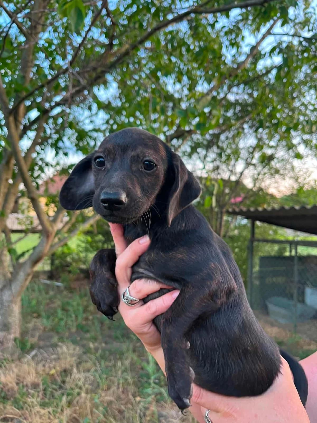 Haribo B, male puppy Mixed Breed for adoption at Hundepfoten Steinfurt e.V., Nordwalde