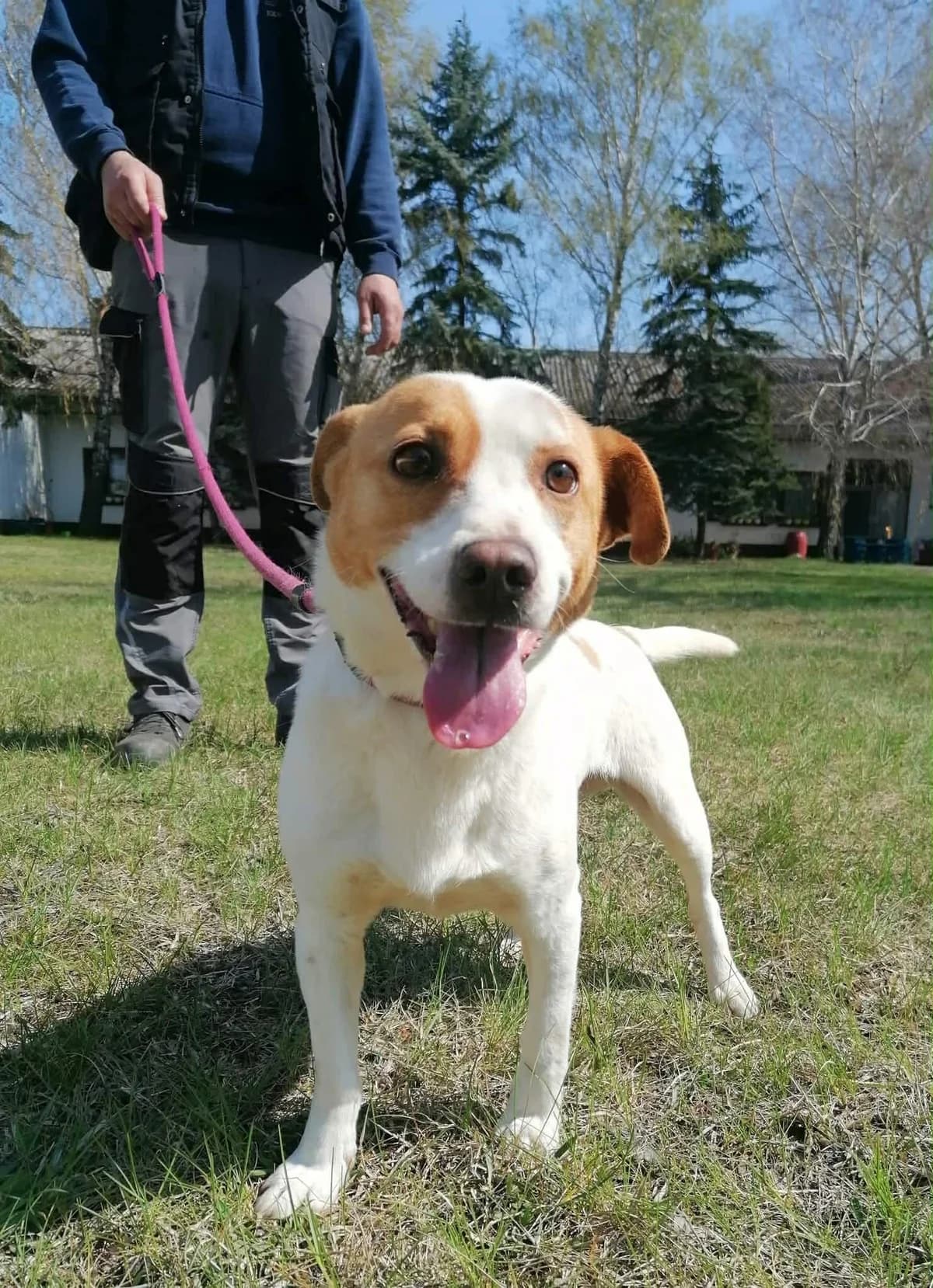 Harley T, male young Mixed Breed for adoption at Hundepfoten Steinfurt e.V., Nordwalde