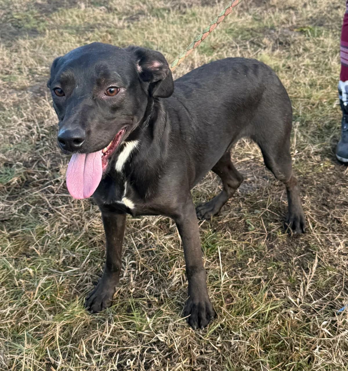Hella B, female young Mixed Breed for adoption at Hundepfoten Steinfurt e.V., Nordwalde