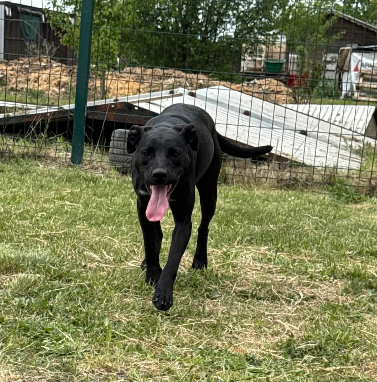 Hella B, female young Mixed Breed for adoption at Hundepfoten Steinfurt e.V., Nordwalde