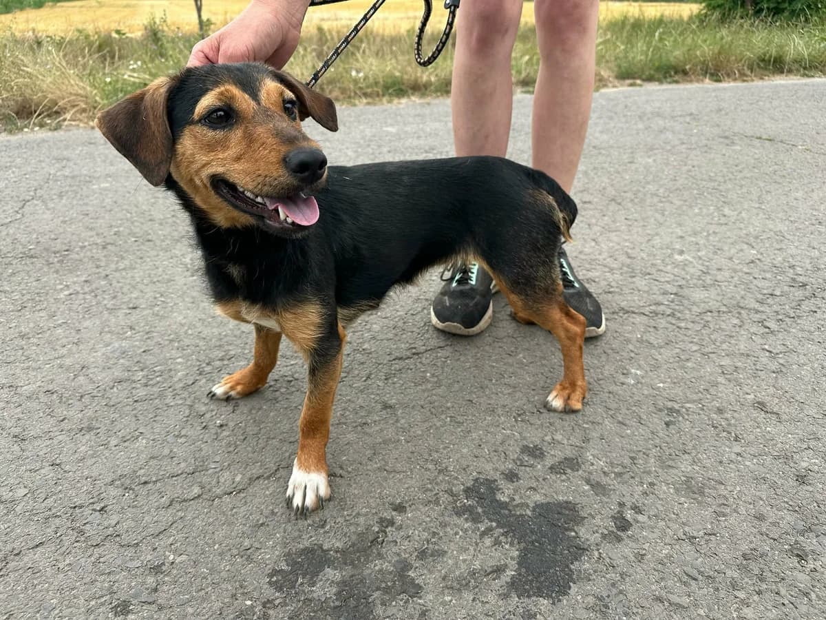 Hella T, female young Mixed Breed for adoption at Hundepfoten Steinfurt e.V., Nordwalde