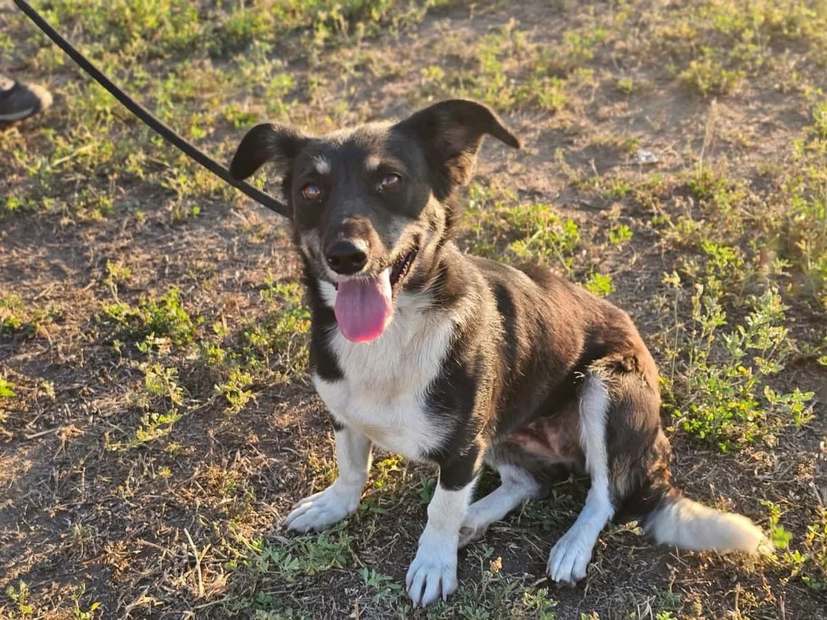 Hermina B, female young Mixed Breed for adoption at Hundepfoten Steinfurt e.V., Nordwalde