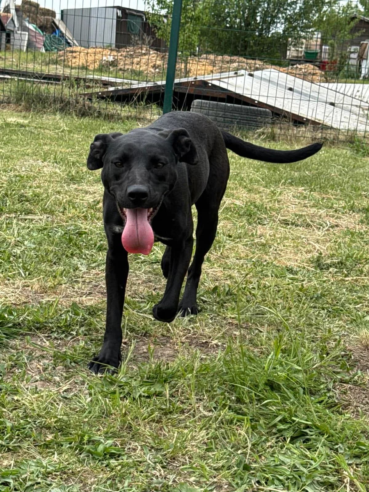 Hetty B, female young Mixed Breed for adoption at Hundepfoten Steinfurt e.V., Nordwalde
