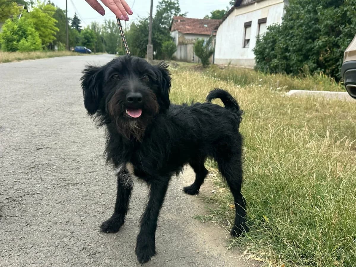 Holly T, female young Mixed Breed for adoption at Hundepfoten Steinfurt e.V., Nordwalde