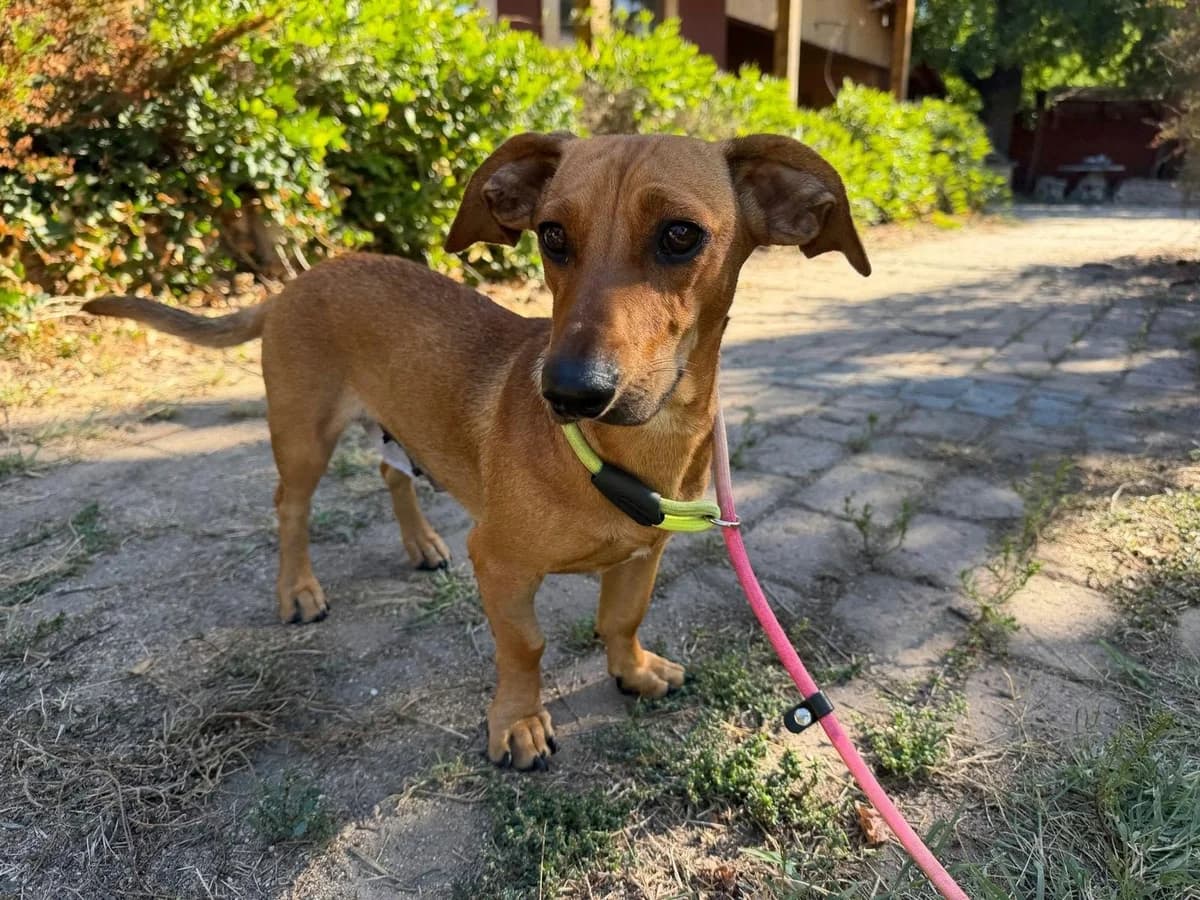 Honey T, female puppy Mixed Breed for adoption at Hundepfoten Steinfurt e.V., Nordwalde