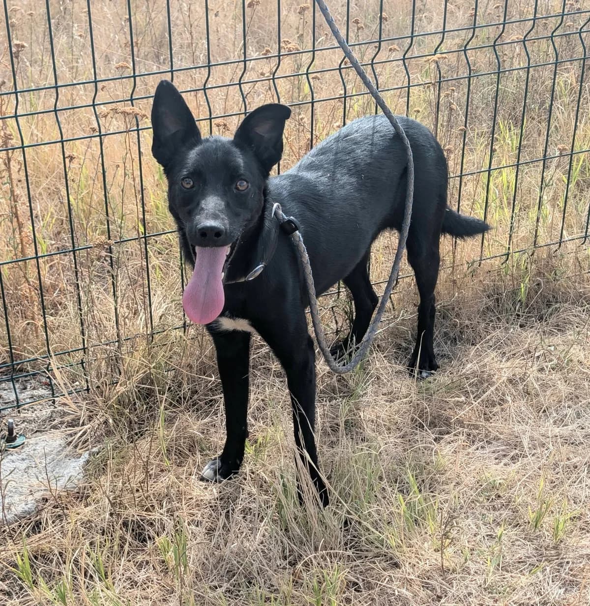 👉 Zurück, male young Mixed Breed for adoption at Hundepfoten Steinfurt e.V., Nordwalde