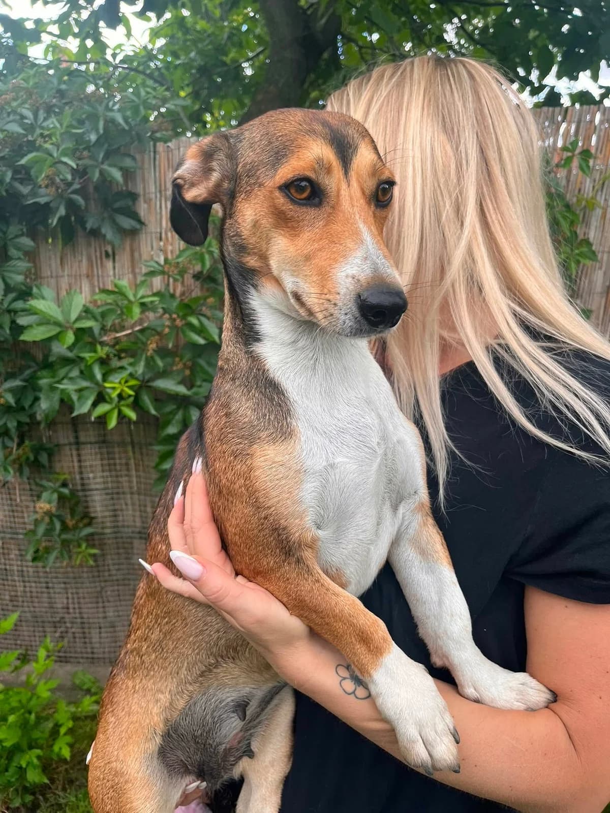 Inez T, female Mixed Breed for adoption at Hundepfoten Steinfurt e.V., Nordwalde
