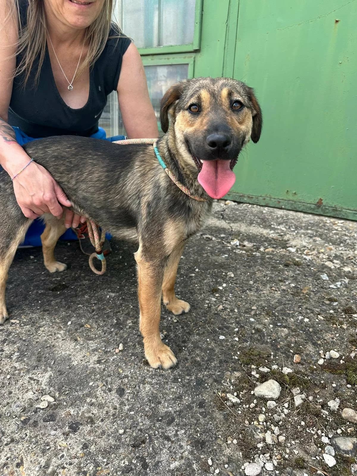 Jane T, female puppy Mixed Breed for adoption at Hundepfoten Steinfurt e.V., Nordwalde