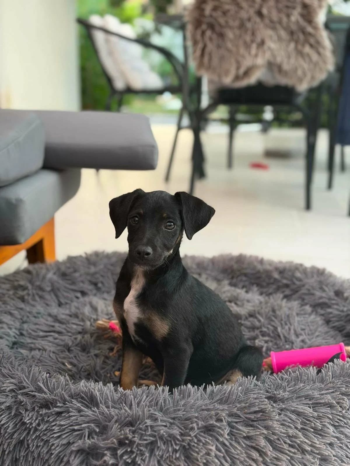 Joci T, male puppy Mixed Breed for adoption at Hundepfoten Steinfurt e.V., Nordwalde
