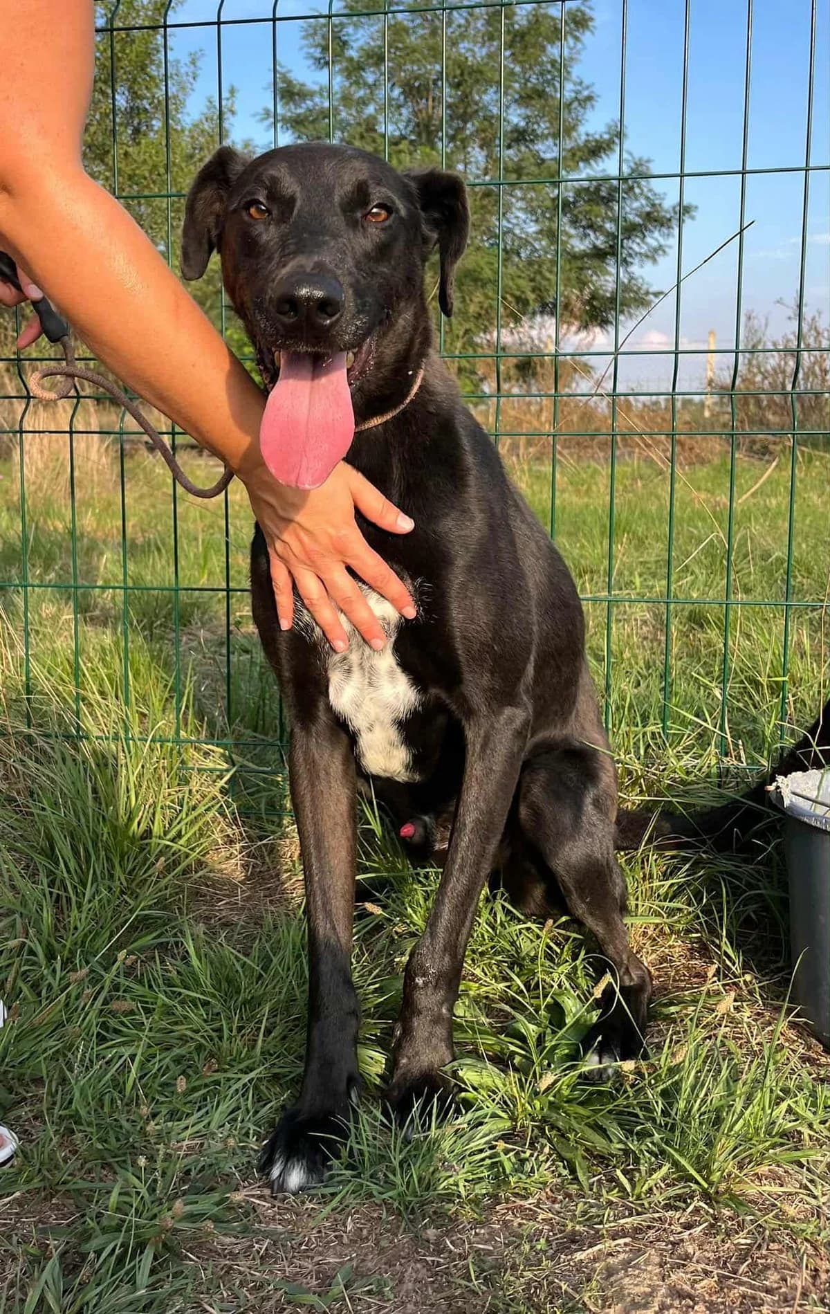 👉Zurück, male Mixed Breed for adoption at Hundepfoten Steinfurt e.V., Nordwalde