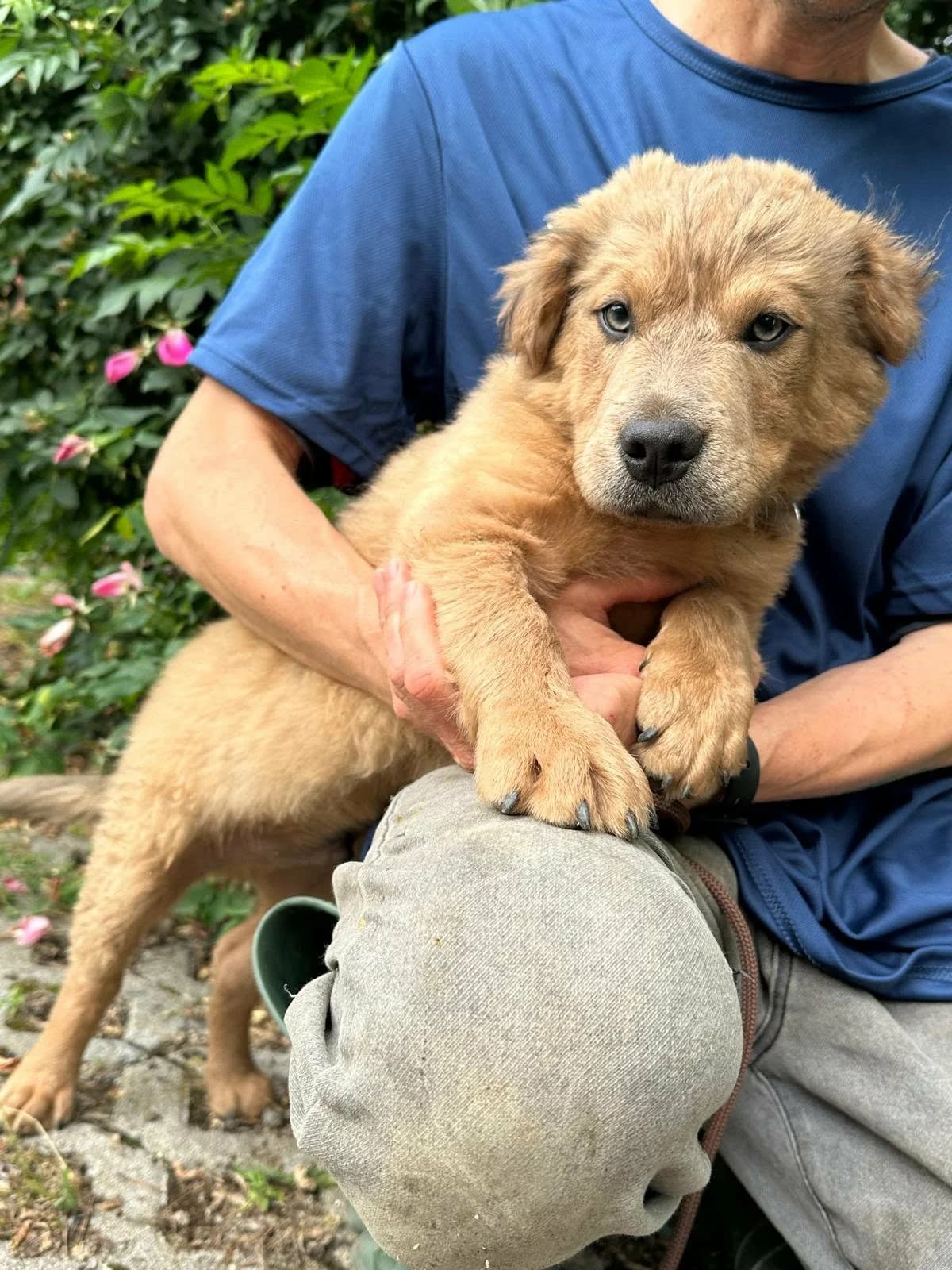 Jonathan T, female puppy Mixed Breed for adoption at Hundepfoten Steinfurt e.V., Nordwalde
