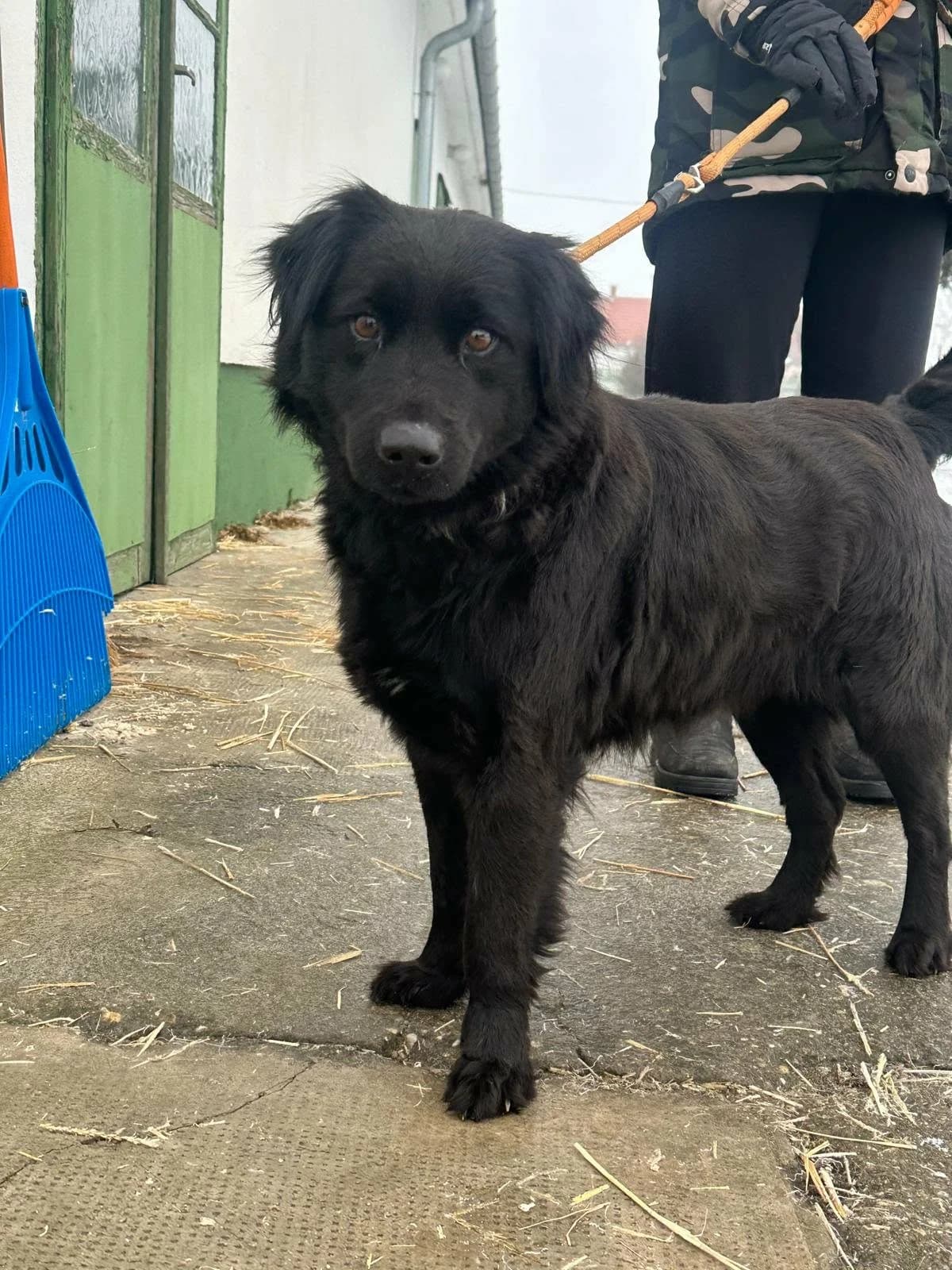 Kamilla T, female puppy Mixed Breed for adoption at Hundepfoten Steinfurt e.V., Nordwalde