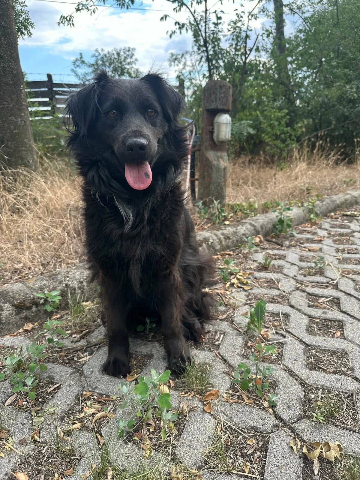 Kamilla T, female puppy Mixed Breed for adoption at Hundepfoten Steinfurt e.V., Nordwalde